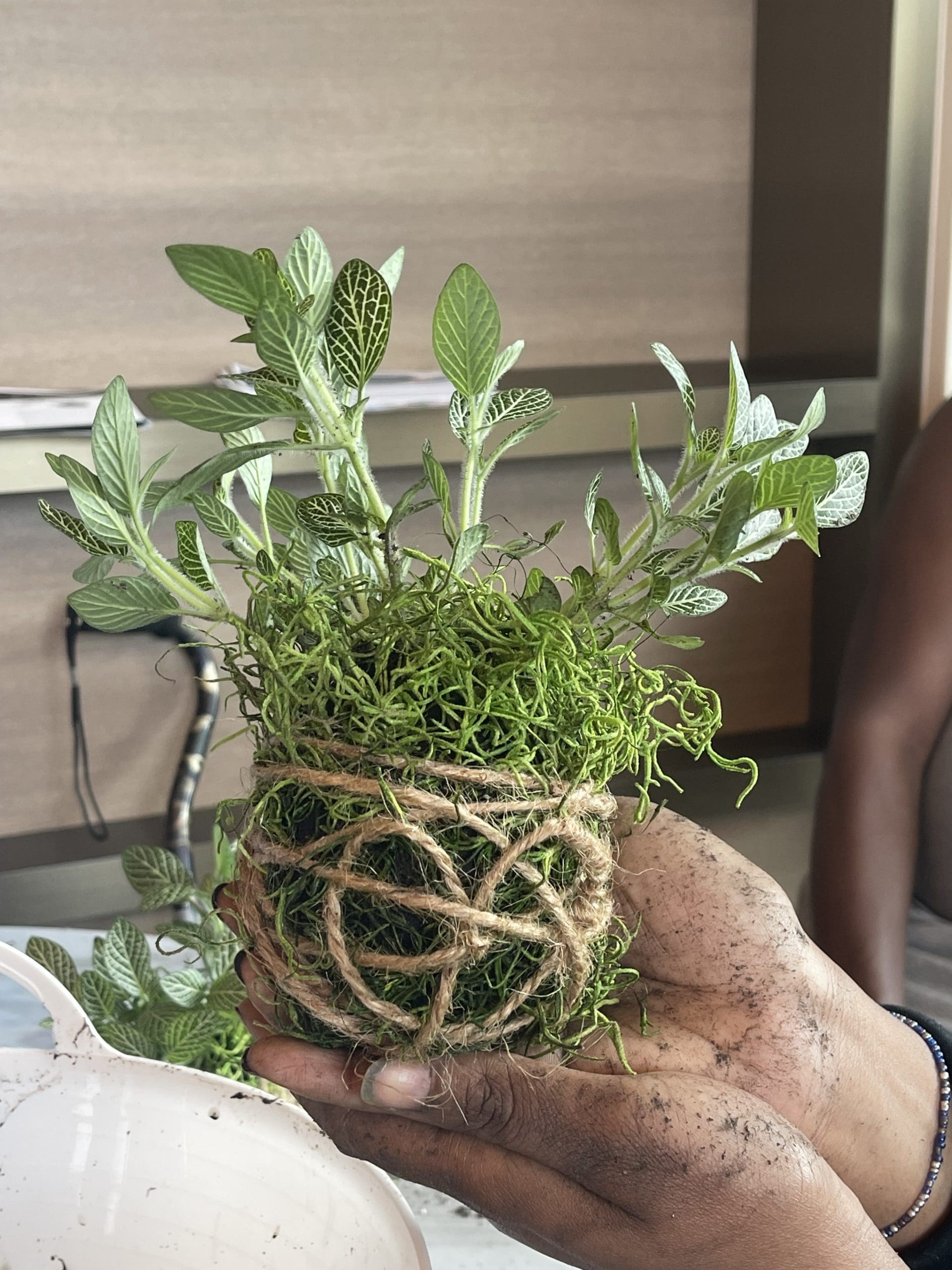 Hands with soil, holding a plant